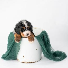 Bernedoodle puppies from Sleepy Hollow Acres