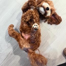 Havapoo Puppies from Havapoo Kennels