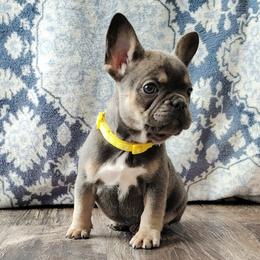 Twix 3k - Blue female French Bulldog puppy in Tariff, West Virginia from Frenchies WV