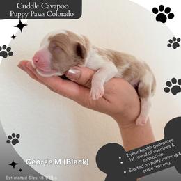 George - Blenheim male Cavapoo puppy in Fort Lupton, Colorado from Puppy Paws Colorado