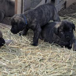Anatolian Shepherd Dog and Labrador Retriever Puppies from Learning With Dogs