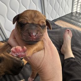 Girl 2 - Wheaten blk nose female Rhodesian Ridgeback puppy in Cuyahoga Falls, Ohio from Fisher’s Rhodies