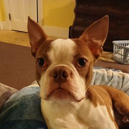 Blue - Boston Terrier