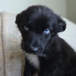 Kitten - Black tri-color female Australian Shepherd puppy in Wrightsville, Georgia from Wild Magnolia Farms Aussies