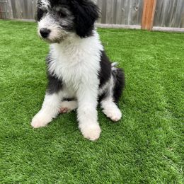 Hot Pink Girl Twinkle"Twinkle" - Aussiedoodle puppy in Bend, Oregon from Bella Ridge Farms & Dapper Doodles