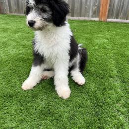 Hot Pink Girl Twinkle"Twinkle" - Aussiedoodle puppy in Bend, Oregon from Bella Ridge Farms & Dapper Doodles