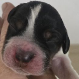 Joy - Blue belton and tan (tri-color) female English Setter puppy in Morrice, Michigan from Wild Bird Setters