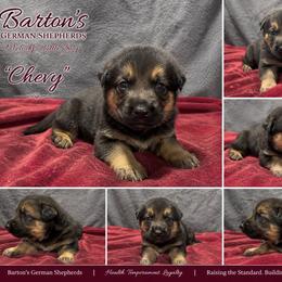 Chevy - Black and red male German Shepherd puppy in Yuba City, California from Barton’s German Shepherds