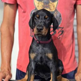 Burgundy Collar Girl - Black and rust female Doberman Pinscher puppy in Stow, Ohio from Imperium Dobermann