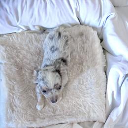Chihuahua Puppies from Petite Pups LLC