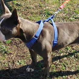 Boston Terriers from B's Bostons