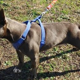 Boston Terriers from B's Bostons