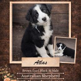 Atlas - Black & white male Australian Shepherd puppy in Citra, Florida from AEW Farm