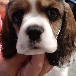 Cocker Spaniel All Grown Up from Sugar B's Cocker Spaniels