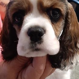 Cocker Spaniel All Grown Up from Sugar B's Cocker Spaniels