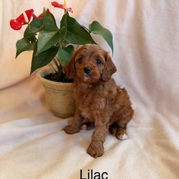Lilac - Red female Cavapoo puppy in Oxford, Pennsylvania from FriendlyPals