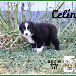 Celine - Black female Miniature Australian Shepherd puppy in Madisonville, Texas from Flying LL Aussies