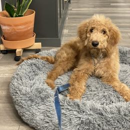 Bernedoodle Puppies from Bruce and Emma Doodles