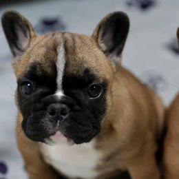 French Bulldogs from Orchard Kennels