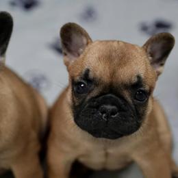 French Bulldogs from Orchard Kennels