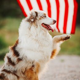 Skye - Australian Shepherd