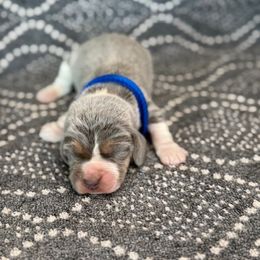 Boy 3 - male Beagle puppy in Shelley, Idaho from Idaho Beagles