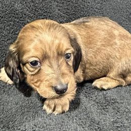 Moose - Red male Dachshund puppy in Little Rock, Arkansas from Divine Doxies