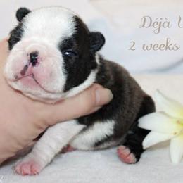 Girl 1-Deja Vu - Black and white female Boston Terrier puppy in North Central, Vermont from Windy Valley’s Bostons