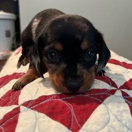 Boy 3 - Dapple male Dachshund puppy in Grand Valley, Pennsylvania from Hounds on the Hill