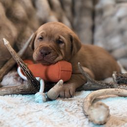 Sarge - Yellow male Labrador Retriever puppy in Sweet Home, Oregon from Knotty Creek Labradors