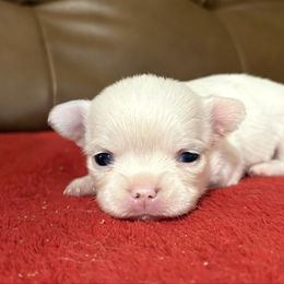 2150 white with spots long coat boy - White male Chihuahua puppy in Strawberry, Arkansas from Strawberry River Chihuahuas