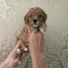 Green Boy - Red male Cavapoo puppy in Palo Cedro, California from Goosehill Doodles