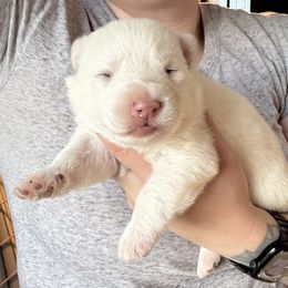 White Female - White female German Shepherd puppy in Tafton, Pennsylvania from Pocono GSD