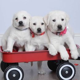 Labrador Retriever puppies from Labrador Retriever Puppies