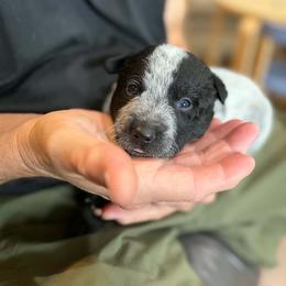 Angelica - Blue female Australian Cattle Dog puppy in Monterey, Tennessee from Quarter Acre Farms