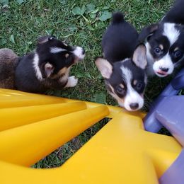 Pembroke Welsh Corgi Puppies from Tshandra Corgis