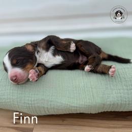 Finn - Tri-color male Bernedoodle puppy in Greenville, Texas from Doodles of Promise