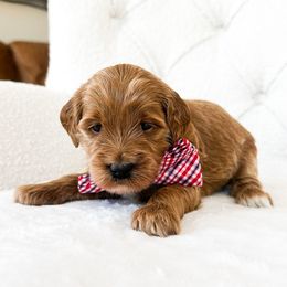 Zion - Red  male Goldendoodle puppy in Sterling, Illinois from Charley's Goldendoodles