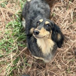 Dotty - Dachshund