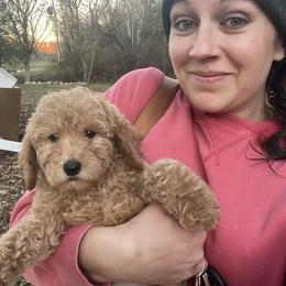 Goldendoodle and Poodle Puppies from Still Waters Farm