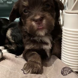 Chocolate and tan - Chocolate sable female Havanese puppy in East Lansing, Michigan from VanCort's Happy Havanese