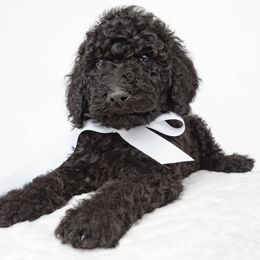 Poodle Puppies from DoodleHaven