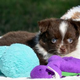 Belle - Red tri female Toy Australian Shepherd puppy in Chickasha, Oklahoma from Rustic Lace