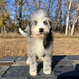 Amarillo - Blue merle female Bernedoodle puppy in Sioux Falls, South Dakota from WhiskeyCreek Doodles