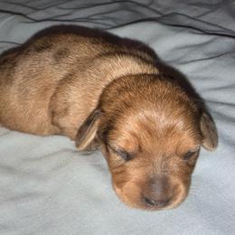 Boy 2-Red Dapple - Dapple male Dachshund puppy in Pierson, Florida from Michelle’s Mini Dachshunds