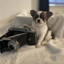 Boy 1 - Chihuahua puppy in Springfield, Missouri from Casadelopez Tails
