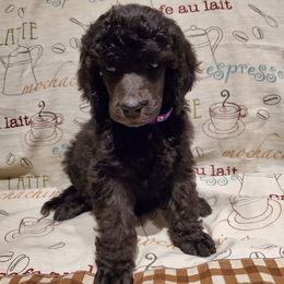 Espresso - Black female Poodle puppy in Lubbock, Texas from Hidden Gems