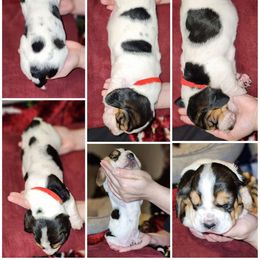 Girl 6 - Basset Hound puppy from Long's Mount Olympus Basset Hounds