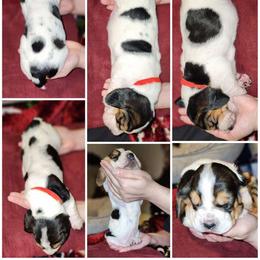 Girl 6 - Basset Hound puppy from Long's Mount Olympus Basset Hounds