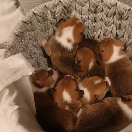 Pembroke Welsh Corgis from Adrian Balvanera